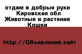 отдам в добрые руки - Кировская обл. Животные и растения » Кошки   
